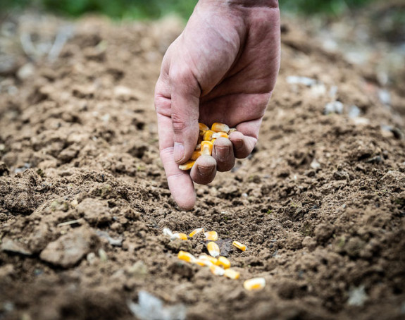 Нови проблеми: Пшеница обољела, а сјетва касни