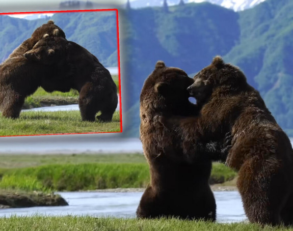 Погледајте обрачун два огромна гризлија на Аљасци!