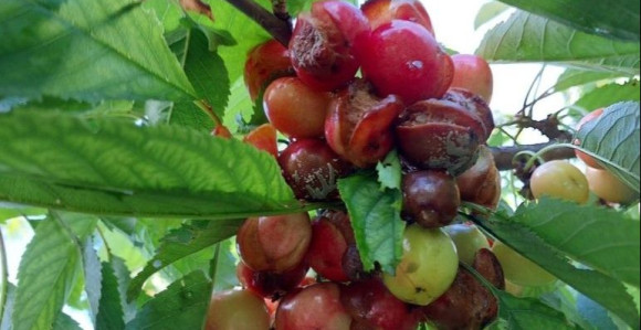 Hercegovina bez trešanja - plodove uništila kiša