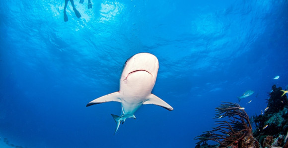 Karibi: Ajkula odgrizla nogu ženi dok je ronila