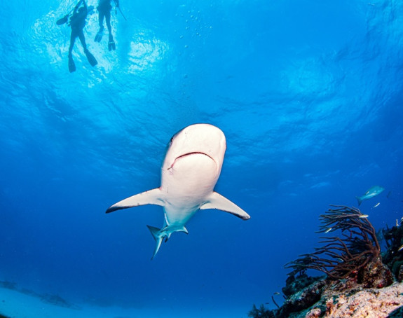 Karibi: Ajkula odgrizla nogu ženi dok je ronila