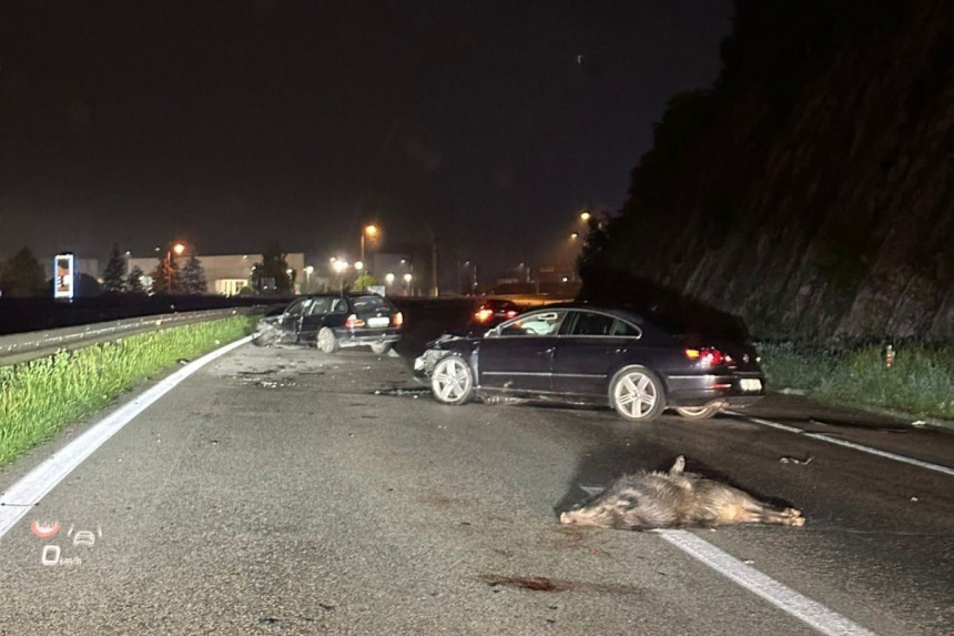 Divlje svinje izazvale dvije saobraćajke na auto-putu