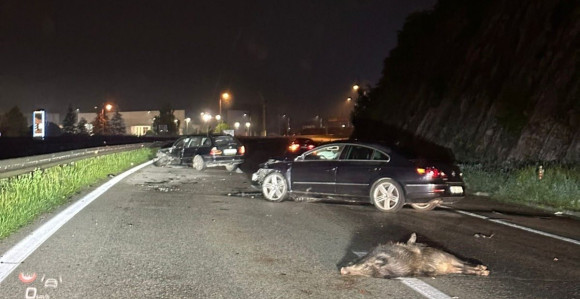 Divlje svinje izazvale dvije saobraćajke na auto-putu
