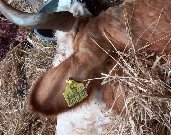 Prijedor: Sedam krava stradalo od strujnog udara