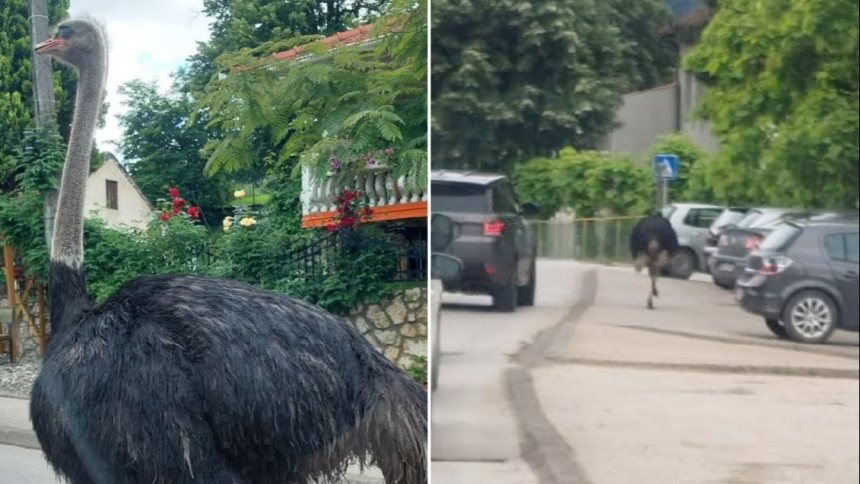 Nesvakidašnja scena: Noj šetao ulicama Gračanice