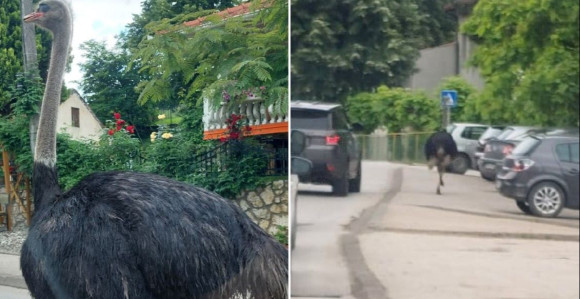 Nesvakidašnja scena: Noj šetao ulicama Gračanice