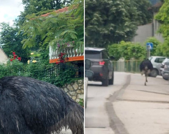 Nesvakidašnja scena: Noj šetao ulicama Gračanice