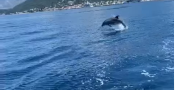 Uočen u jutarnjim časovima: Delfin snimljen u Tivtu