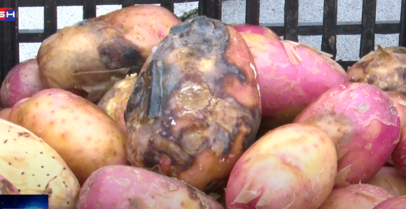 U Semberiji loše vrijeme uništilo rod, gubici veliki