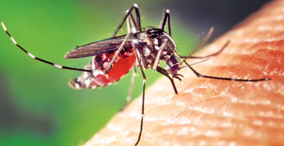 U Evropi sve više komaraca koji prenose viruse