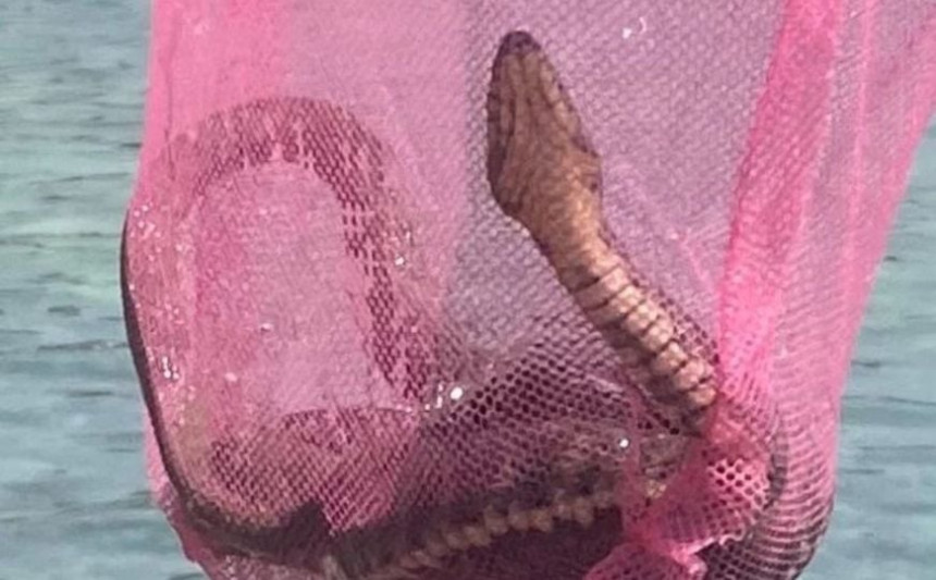 Ogromna zmija izvađena iz mora u Sutomoru (FOTO)