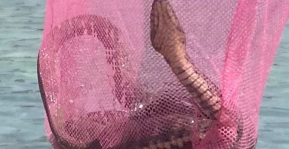 Ogromna zmija izvađena iz mora u Sutomoru (FOTO)