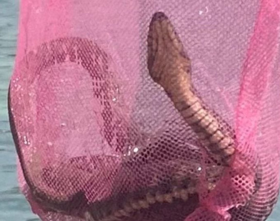 Ogromna zmija izvađena iz mora u Sutomoru (FOTO)