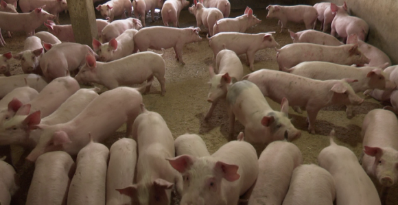 Afrička svinjska kuga zatvara sve stočne pijace