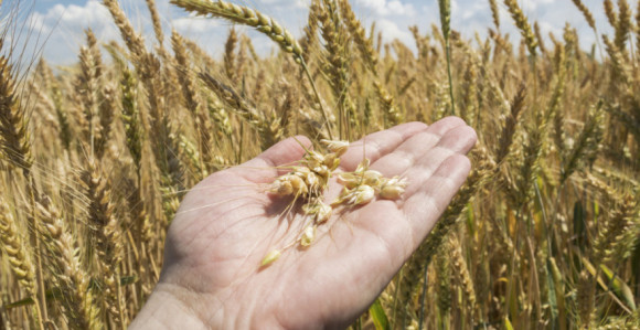 Ove godine kvalitet pšenice i prinos izuzetno loš