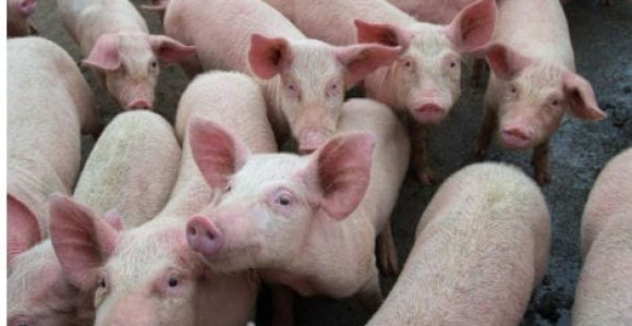 Svinjsku kugu vlast koristi za obračun sa Petrovićem