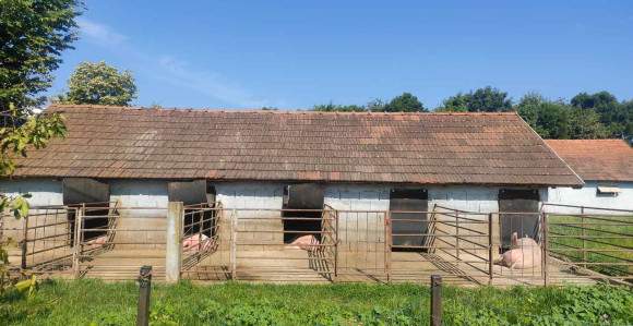 "Afrička kuga svinja se širi, vlast je zloupotrebljava"