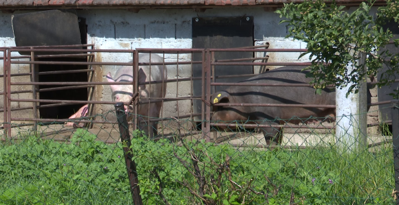 "Afrička kuga svinja u Semberiji više nije pod kontrolom"