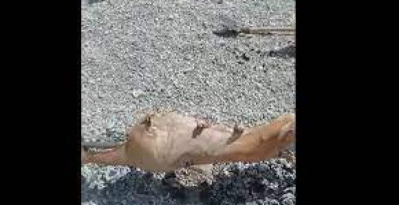 Snimak sa plaže u Budvi izazvao gomilu komentara
