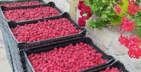 Suvo zlato: Kilogram maline u Srpskoj 72 KM!