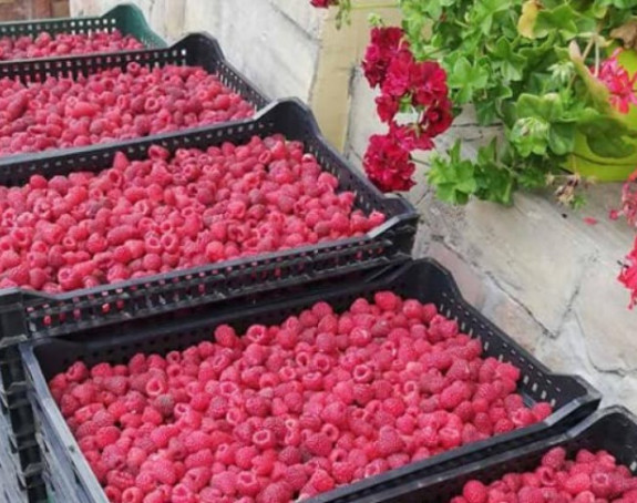 Suvo zlato: Kilogram maline u Srpskoj 72 KM!