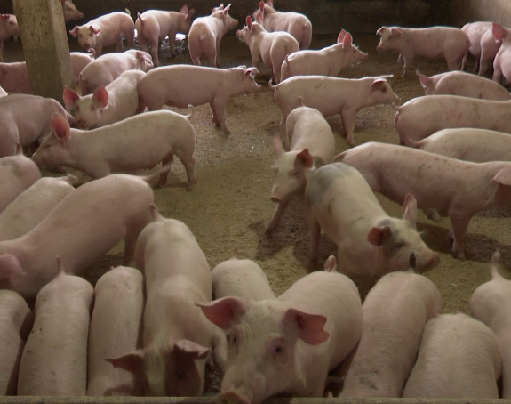 Za farmere bliske SNSD-u u Semberiji afrička kuga svinja ne postoji, čak i veterinare istjeruju iz dvorišta?!