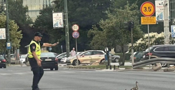 SA: Zaustavljen saobraćaj da prođu patka i pačići