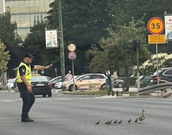SA: Zaustavljen saobraćaj da prođu patka i pačići
