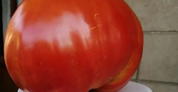 Погледајте шта је израсло у једној башти у Лајковцу