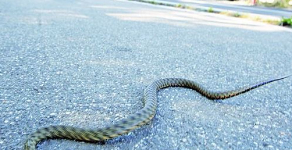 U ovom dijelu BiH najezda zmija, ulaze u kuće