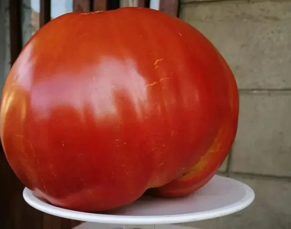 Pogledajte šta je izraslo u jednoj bašti u Lajkovcu