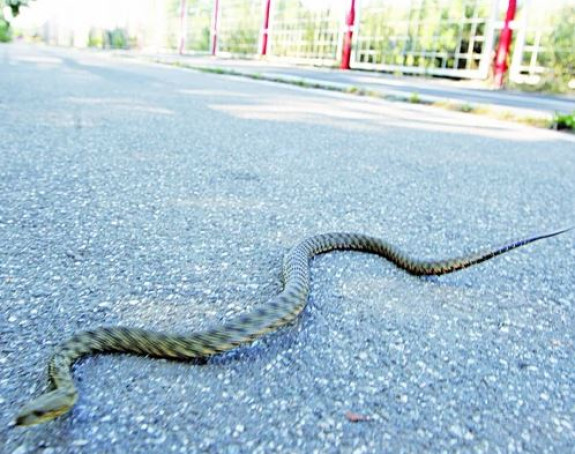 U ovom dijelu BiH najezda zmija, ulaze u kuće