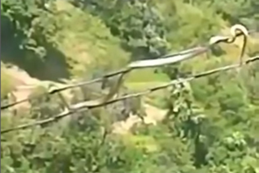Zmija se kreće po kablovima dalekovoda (VIDEO)