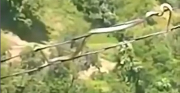 Zmija se kreće po kablovima dalekovoda (VIDEO)