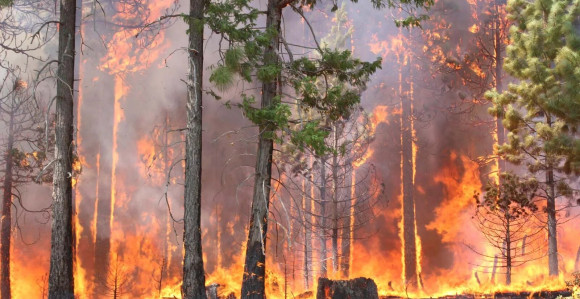 Italija: U više krajeva Kalabrije gore šumski požari