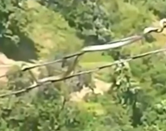 Zmija se kreće po kablovima dalekovoda (VIDEO)