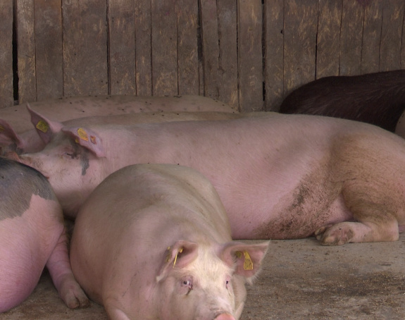 Poziv farmerima da se prijave za otkup svinja