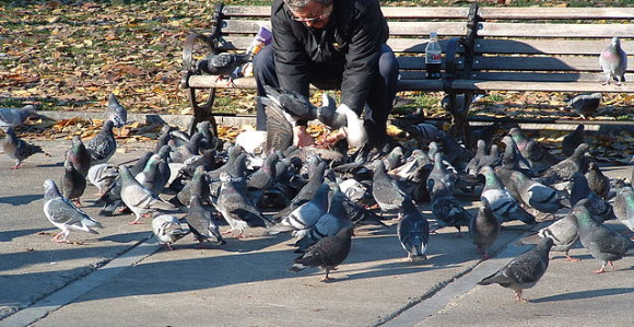 Sud ga kaznio jer je hranio golubove!