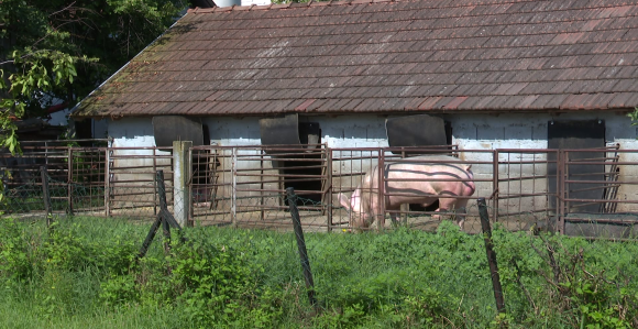 Broj eutanaziranih svinja u Semberiji prešao 13.000!