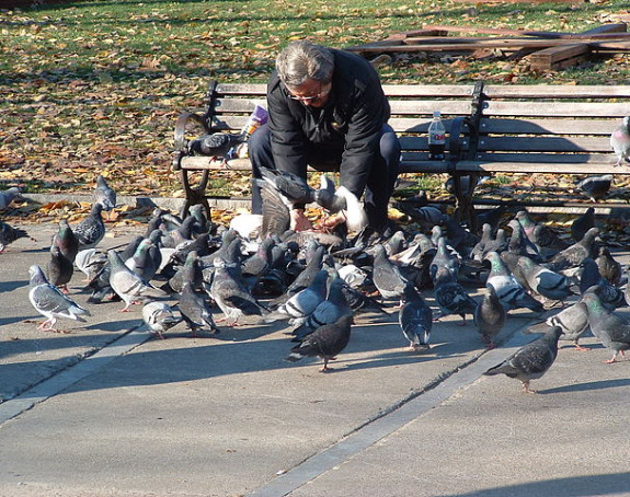 Sud ga kaznio jer je hranio golubove!