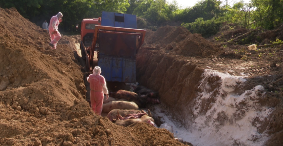 Zaraza na vrhuncu: Jedini spas je interventni otkup