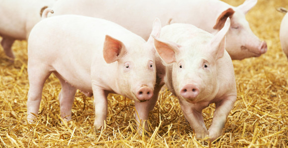 Košarac se sad sjetio da traži veću kontrolu uvoza