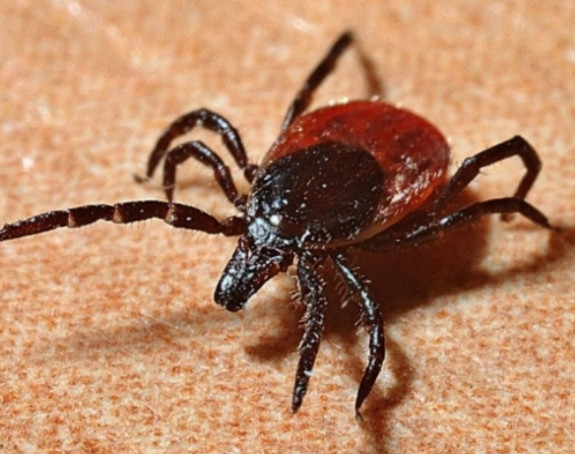 Žena iz Štipa preminula nakon ujeda krpelja