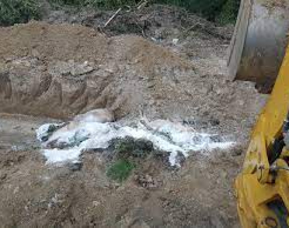 Do sada 15.000 eutanaziranih svinja, šteta preko 7 miliona KM