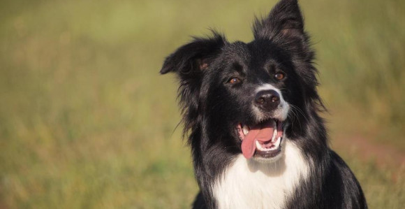 Epsko putovanje do voljenih bića dugo 160 km