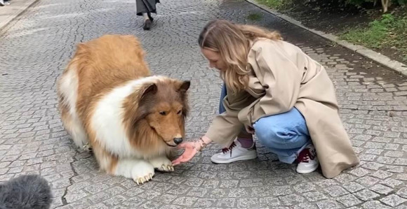 Јапанац дао 22 хиљаде € да би "постао" шкотски овчар