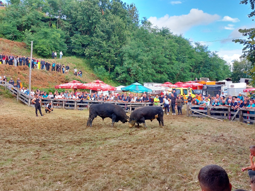 Бик Мишко побједник 251. Грмечке кориде