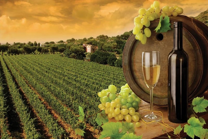Veoma loša godina za vinare: Podbacio rod grožđa