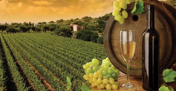 Veoma loša godina za vinare: Podbacio rod grožđa