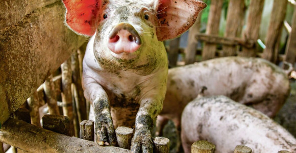 Za suzbijanje afričke kuge svinja 380.000 KM